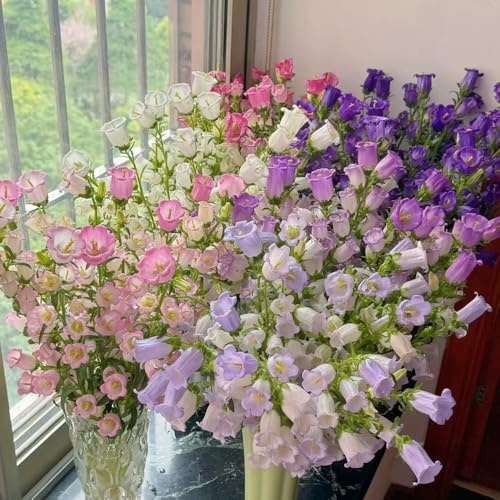 campanula, campanule - balcone insoliti balcone in vaso resistenti esterno in vaso interno, autunnali semi di tappezzanti, 130semi