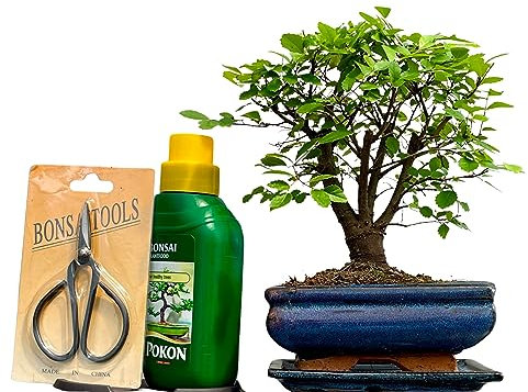 Bonsai Trees (5yr Old Broom Style Elm Gift Set)