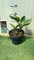 Pianta Hosta francee variegata, h30 cm vaso20, foto reali
