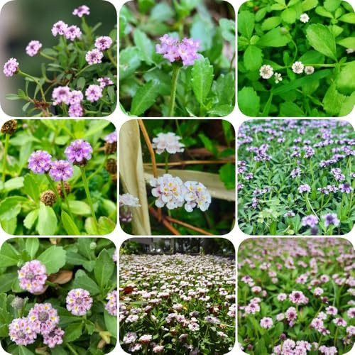 Teppich verbene, geschenke für seltene blumensamen teppichverbene blumenwiese balkonpflanzen für sonnige plätze exotische kräutergarten stauden winterhart 600Samen