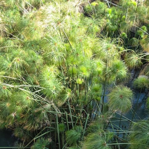 Cyperus papyrus - dachbegrünung dekopflanzen pflanzensamen pflanzendeko balkonpflanzen winterhart exotische zimmerpflanzen hochbeete für garten pflanzenkübel topfpflanzen zimmerpflanze 130samen