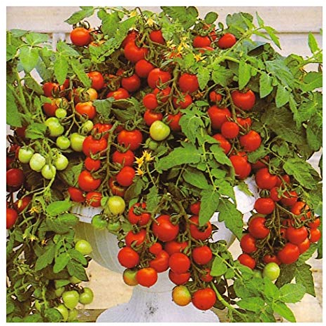 PREMIER SEEDS DIRECT - Tomato - MASKOTKA (Trailing) - 20 Finest Seeds