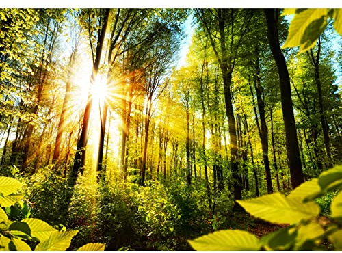 Runa Art Papel tapiz fotográfico Rayos de Sun en el bosque 352 x 250 cm Lana Fondo De Pantalla XXL Moderna Decoración De Pared Sala Cuarto Oficina Salón Amarillo verde 9474011a