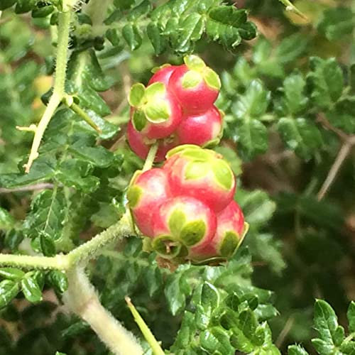 Pianta Sarcopoterium spinosum