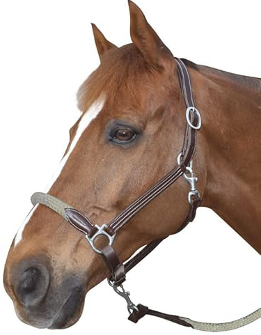 Canter Lederhalfter für Pferde mit Seil