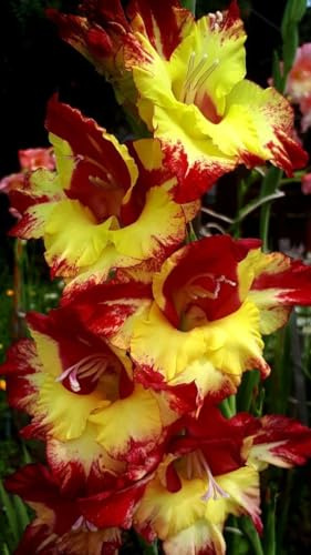 Gladiolo bulbi,Gladiolo pianta vera,Piante erbacee perenni,Decorazione del giardino, bulbi belli e sani(non fiori artificiali)-15 bulbi-E