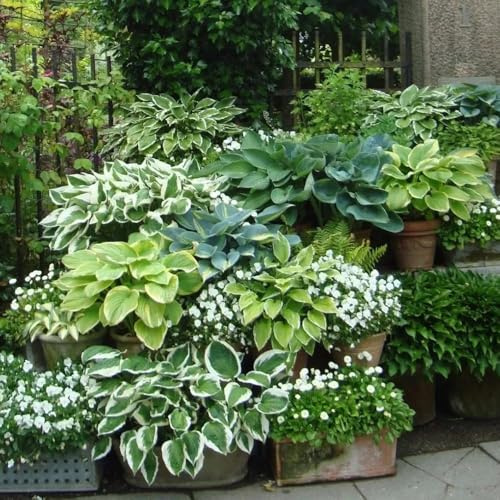 funkien hosta - wiesensaatgut garten geschenk wildblumen exotische blumenbeet frühlingsblume winterharte kübelpflanzen bodendecker blumensamen mehrjährig winterhart seltene 160samen