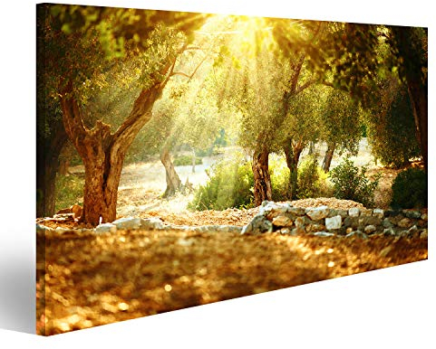 islandburner Bild Bilder auf Leinwand Olivenbäume Garten. Olivenbaumgarten mit altem Olivenbaum Wandbild, Poster, Leinwandbild PFE-1K-DE