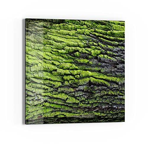 DEQORI Glas-Magnettafel | 50x50 cm groß | Motiv Moosbewachsene Baumrinde | Memo-Board aus Glas | Magnetboard inkl. Magnete, Stift & Tuch für Küche & Büro | Tafel magnetisch & beschreibbar