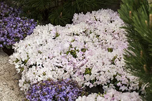 Rhododendron keleticum 'Robert Seleger' 30-40 cm - Zwerg-Rhododendron, rosa Blüten, Blütezeit Mai-Juni, ideal für Steingärten, winterhart und pflegeleicht