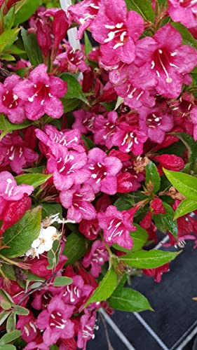 Wegela x 'Bristol Ruby' / Weigelia rouge cramoisi/Conteneur de 3 à 4 litres