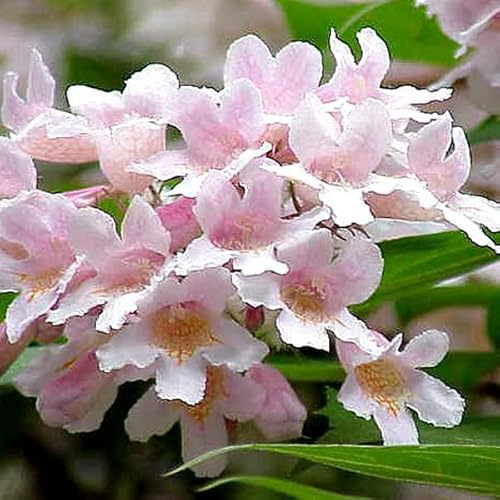 Arbusto Reina - Kolkwitzia amabilis 'Pink Cloud' - Olla de 30-50 cm - Arbusto de primavera con abundante floración