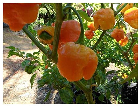 Chili Trinidad Yellow Moruga Scorpion - piment - 10 graines