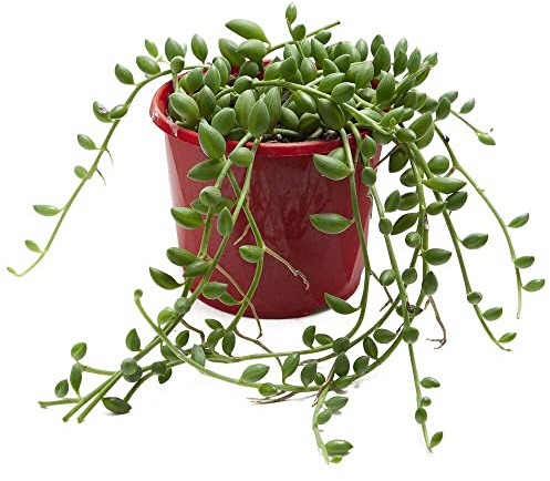 DECOALIVE Senecio Herreianus PREMIUM Planta Rosario Natural con Buen Tamaño, 8435712004374