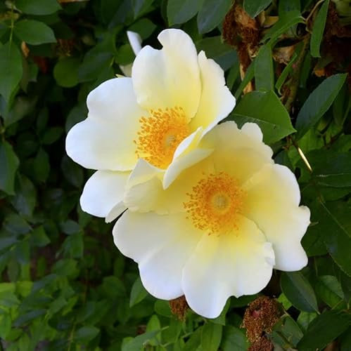 Kletterrose Mermaid 30-60cm - lebende Gartenpflanze aus den Baumschulen