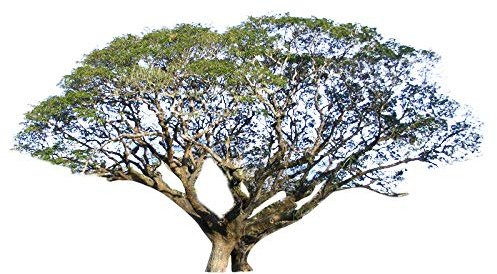 Regenbaum (Samanea saman) 10 Samen -Tolle Wuchsform-