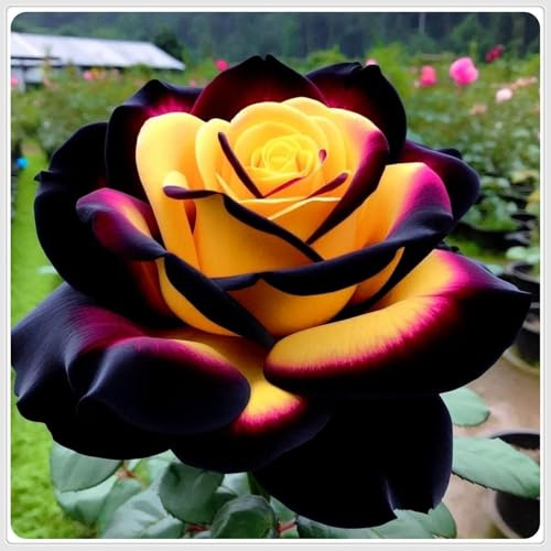 Cipolle con rose Rari,Abbellire l'ambiente,resistenti all'inverno,grazia,decorazione da giardino,Aroma affascinante,rizoma di rosa,mix di cipolle.- 2Wurzel-D