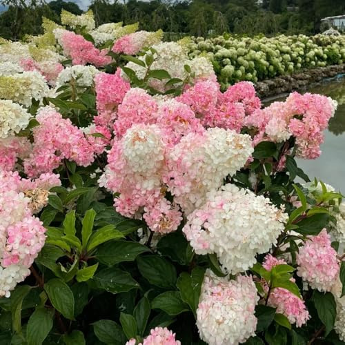 semi resistenti di ortensia a pannocchia, aiuole rialzate giardino di ortensia, ombra per luoghi soleggiati 50pcs