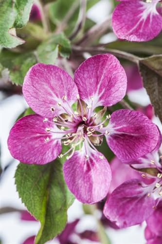 Malus 'Coccinella' 60–100 cm – Winterhart, Mehrjährig, Pflegeleicht – Zierapfel – Solitärbaum für Garten & Vorgarten