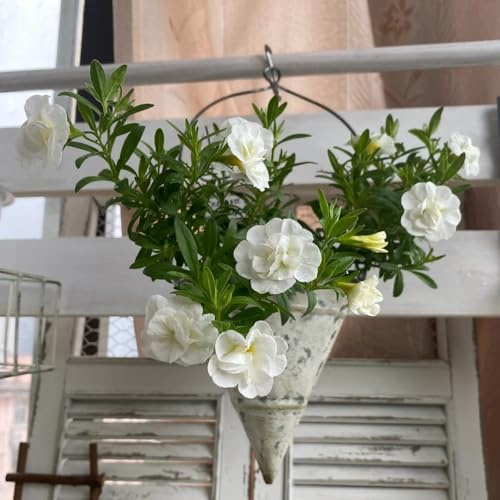 zauberglöckchen calibrachoa - deko bio alte sorten mehrjährig winterhart 550samen