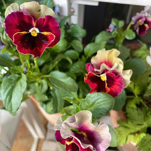semi di viola del pensiero - viole del pensiero giardino, balcone Arredamento soggiorno con rialzata ufficio sempreverdi decorativo 250semi