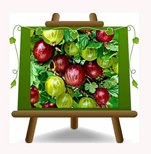 EURO PLANTS VIVAI Groseillier à maquereau rouge plante fruitière ancienne en pot 20 cm – Âge 2 ans