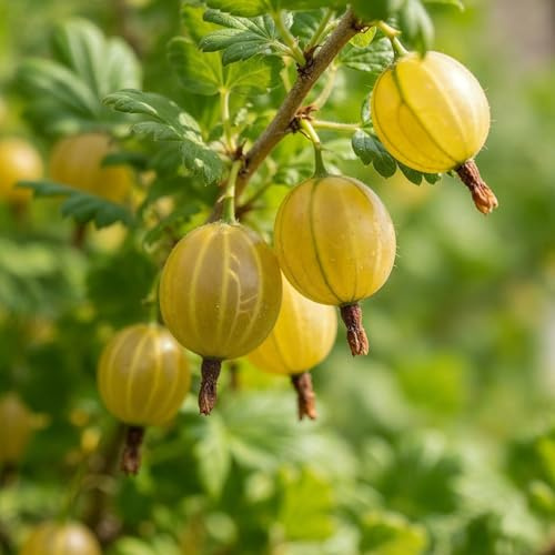 Uva Spina Gialla – Pianta – Frutti Rari Giallo Oro, Arbusto Resistente Per Raccolti Estivi – 2 Piante – Senza Semi, Senza Bulbi E Non Artificiale