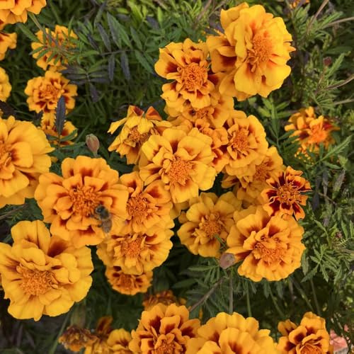 semi di calendula, balcone resistenti giardino 50pcs