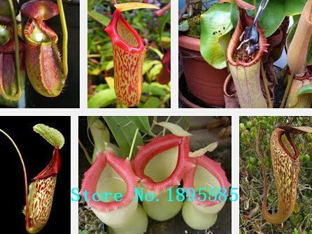 100 pc/pacchetto, semi Nepenthes, semi romatic specie Woodruff, piante issimo fiore