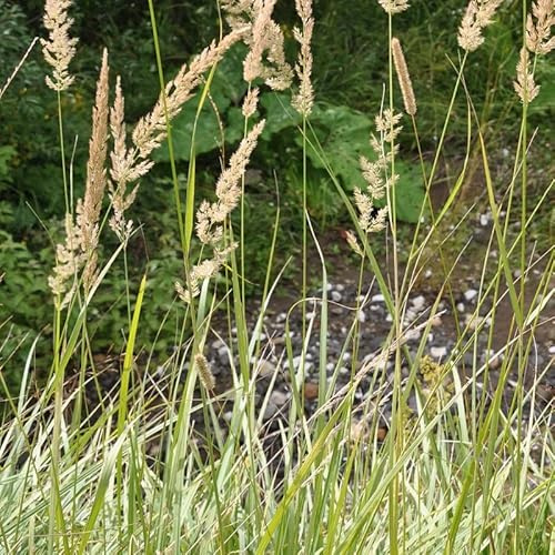 6x Pluma Hierba - Calamagrostis arundinacea - Olla de 9x9 cm - Hierba Ornamental Aireada