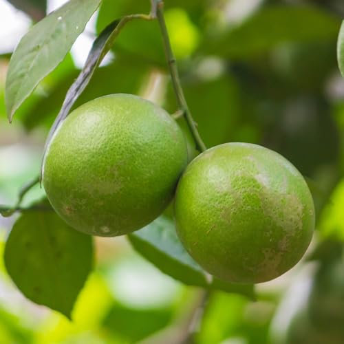 YouGarden Citrus 'Key Lime' Tree, Established Plant in 4L Pot, 70-90cm Potted, Ready to Plant and Display, Patio Citrus Fruit Tree, Grow Your Own Limes