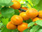 Semillas de albaricoquero Rosepoem Semillas de almendra Semillas de albaricoque para jardín de patio paquete de 500 semillas
