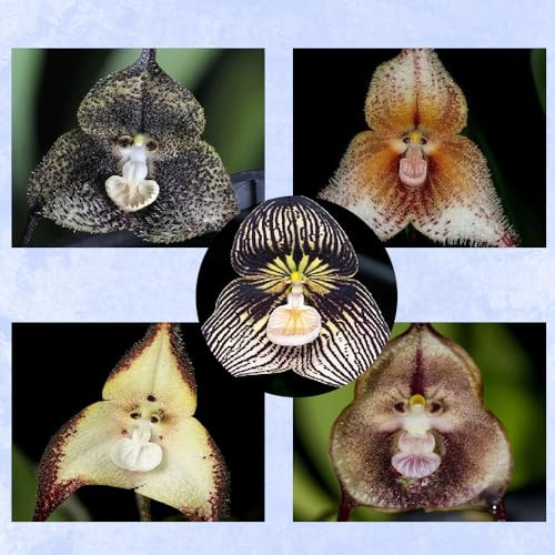 semi di orchidea faccia di scimmia - per decorazioni (Dracula simia) per giardino resistenti biologici 50pcs