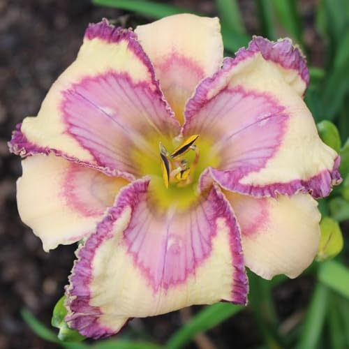 Taglilien Zwiebeln,Mix Mehrjährige Pflanze,Schnell-Wachsend,Winterhart Pflanze,Mysteriöse magische Glühbirne,Seltene farbenfrohe Blumen.-5Taglilien zwiebeln-D