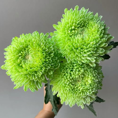 Semi di crisantemo, decorativi semi di d'appartamento semi di esotiche vecchie varietà semi di selvatici 70pcs