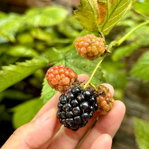 Semi di lampone biologici, Rubus idaeus, luoghi soleggiati, antiche varietà sono 50pcs