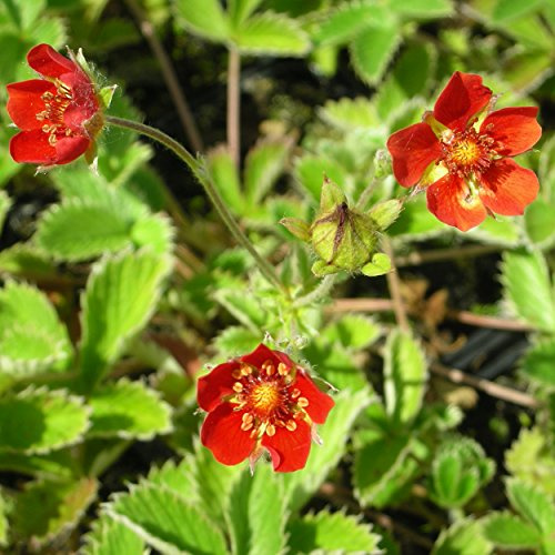 Blumixx Stauden Potentilla atrosanguinea – Blutrotes Fingerkraut, rot blühend, winterharte Staude, langblühend, für Beet