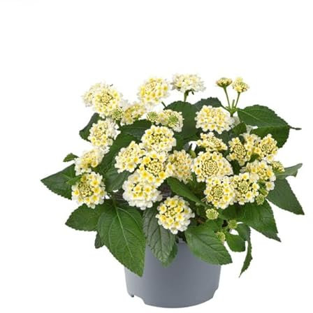 Lantana Camara La Planta Natural que Te Dará Flores Durante Todo el Año