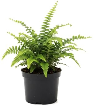 Nephrolepis Exaltata en Maceta 12 cm DECOALIVE - Helecho Espada 25 cm para Hogar, Oficina y Ambientes Verdes