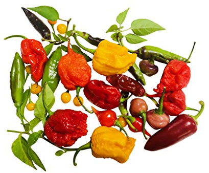 50 Samen *Bunter-Chili-Mix* -Mit Weltmeisterchilis- -ULTRA SCHARF-