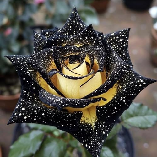 Raro Rose bulbi,piante erbacee Resistenti perenni,bulbi da fiore a fioritura primaverile,adatti per la semina immediata,Rose pianta vera(non artificiali)-1 Rizoma-F