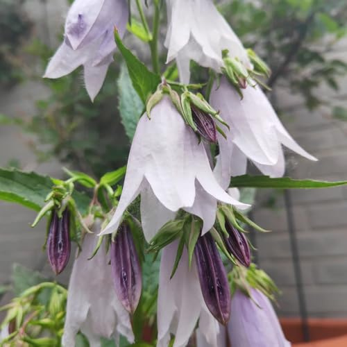 glockenblume - campanula medium - hochbeet glockenblumesamen, schnittblumen wildblumen balkonblumen für sonnige plätze 250pcs