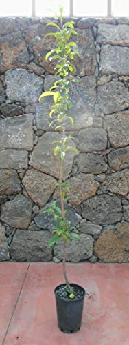 Pianta di pistacchi Albero pistacchio maschio impollinatore - Imballaggio speciale protettivo