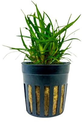 AquaOne Aquarium Pflanze Eriocaulon sp. 'Vietnam' Mittelgrund Vordergrund | Wasserpflanze, Aquariumpflanze, voll durchwurzelt, Aquascaping, Dekoration