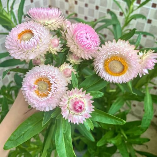 de paja de primavera, resistentes en macetas Helichrysum bracteatum jardín semillas pradera del balcón balcón cortadas semillas 800semillas