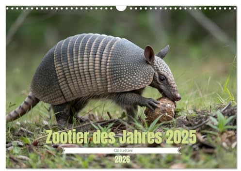 Zootier des Jahres 2025 - Gürteltier (Wandkalender 2026 DIN A3 quer), CALVENDO Monatskalender: Faszinierende Einblicke in die Welt der Gürteltiere. (CALVENDO Tiere)