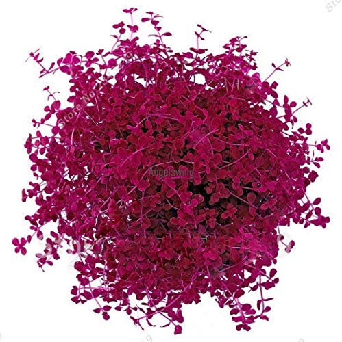 Portal Cool Seeds: 50Pcs/Bag: Fish Tank Decoration Mini Small Leaf Plant Red Water Grass Seeds Agsg