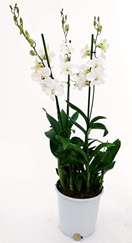 POWERS TO FLOWERS - DENDROBIUM-PHALAENOPSIS BIANCO, XXXL VASO 20 ALTEZZA 100CM,9 pianta vera
