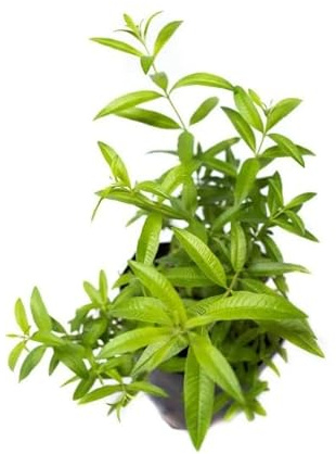 Hierba Luisa Natural Planta Arbustiva y Aromática