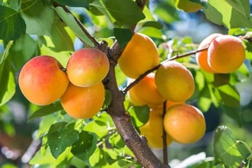 1 Aprikose  Temporao de Villa France 120-150cm im großem Topf Aprikosen Obst Busch Prunus armeniaca goldgelbe & aromatische Sommerpflaumen – pflegeleicht & ertragssicher